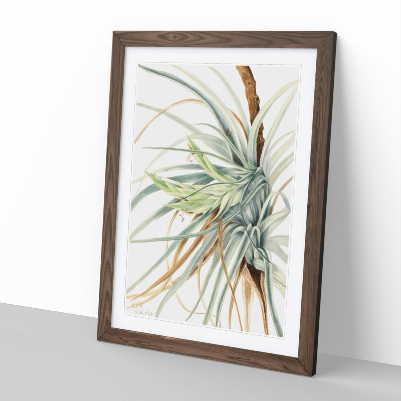 Wild Pineapple by Mary Vaux Walcott - Picture Frame Painting, Walnut Framed, 65cm H x 48cm W x 2cm D