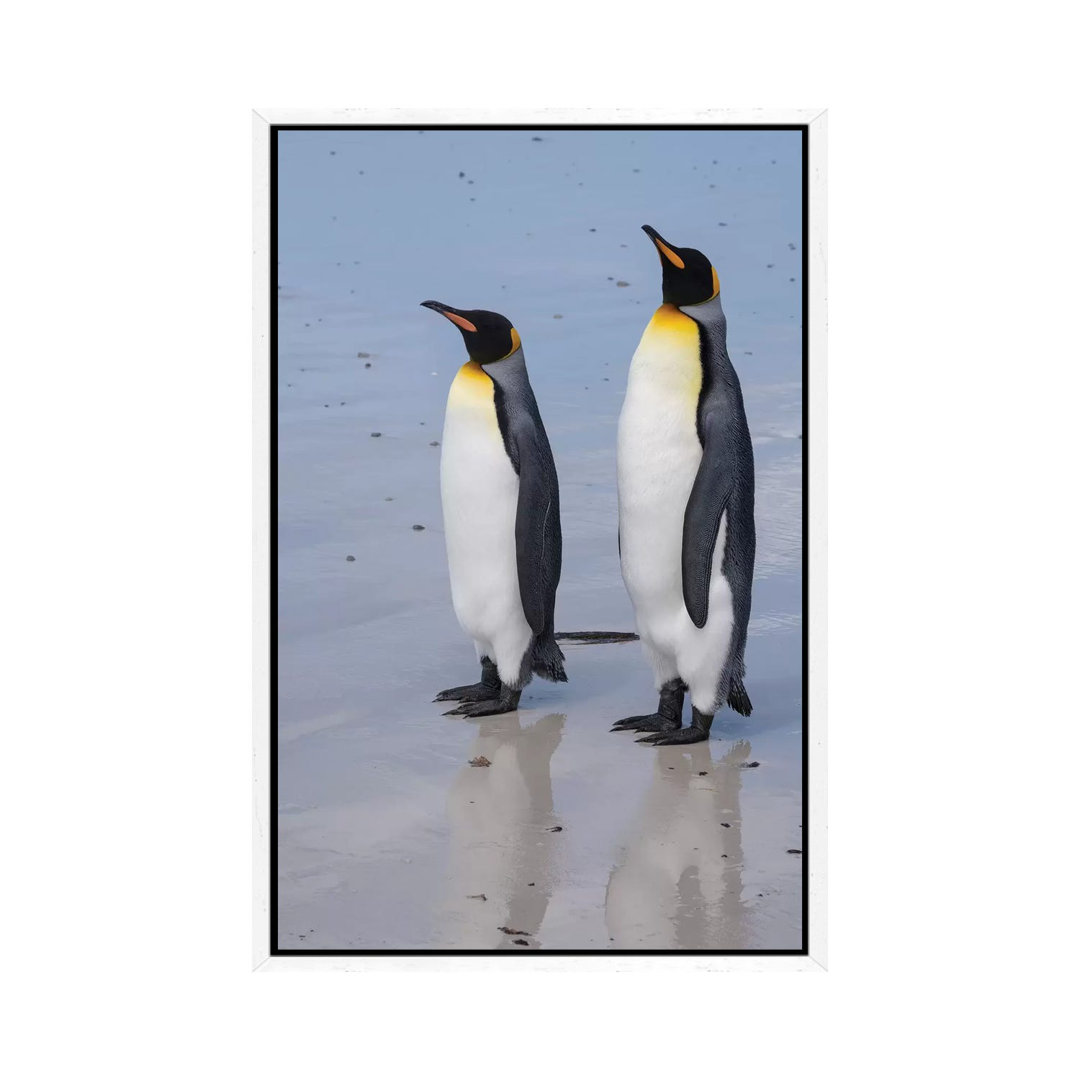 Portrait Of Two King Penguins, Aptenodytes Patagonica, On A White Sandy Beach. von Sergio Pitamitz - Gallery-Wrapped Can...