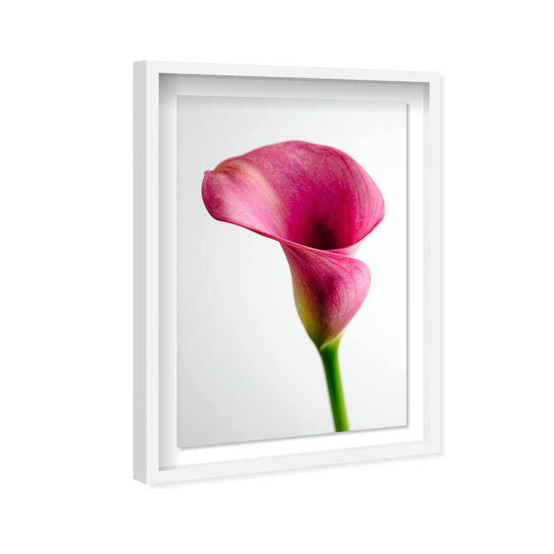 Pink Luminescence II Shadowbox Floral & Botanical Print by Oliver Gal, Black Frame, 10 x 15, 37.5"H x 55.5"W, White Shadowbox