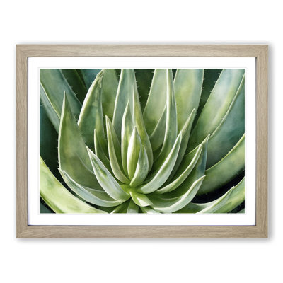 Watercolour Aloe Vera Plant 1 Piece Single Picture Frame Painting
