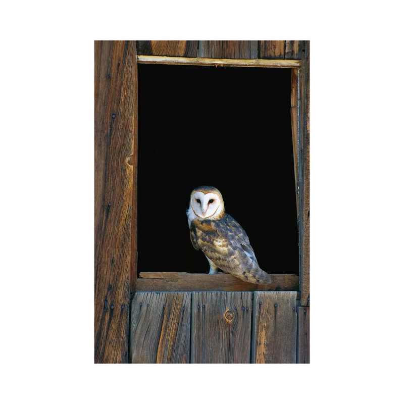 Barn Owl Perching On Barn Window, North America by Konrad Wothe - Wrapped Canvas Print, 101.6 cm H x 66.04 cm W x 1.91 cm D