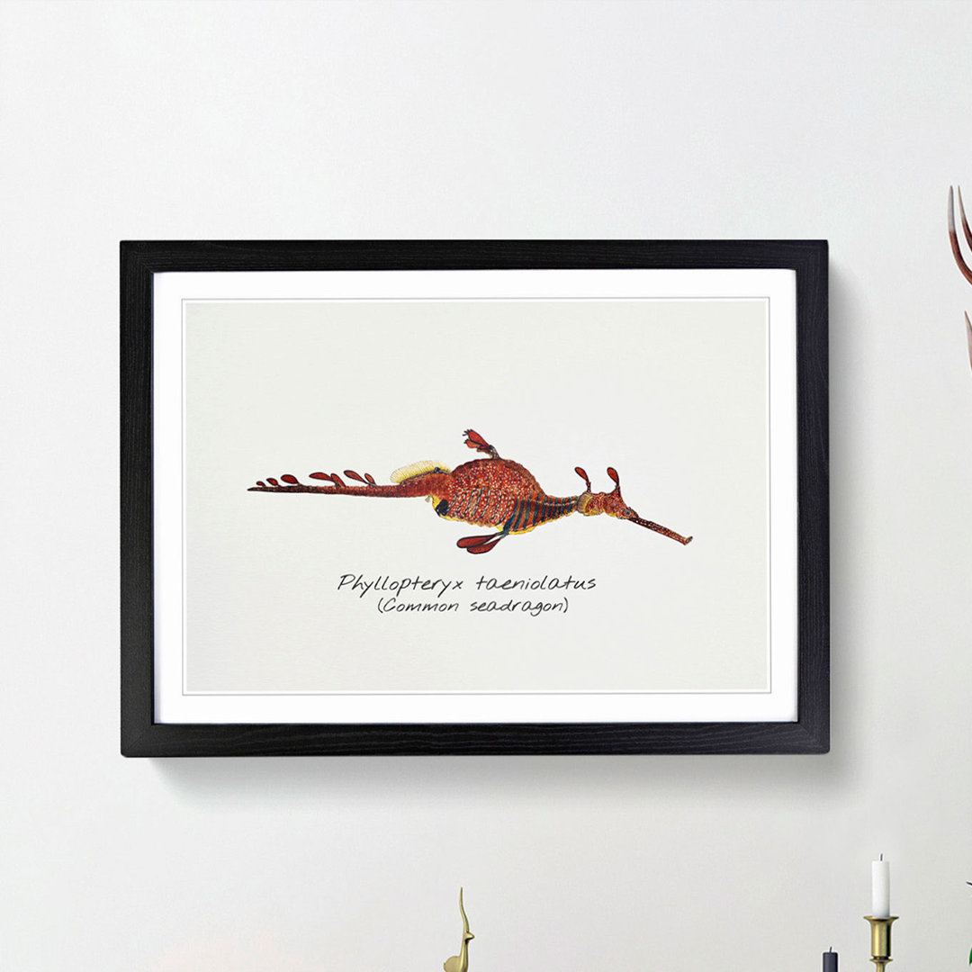 Illustration of a Common Seadragon by F.E. Clarke - Picture Frame Painting Print