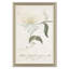 Belladonna Lily & Flower On A Passion Tree Giclee Print by Paul Cezanne