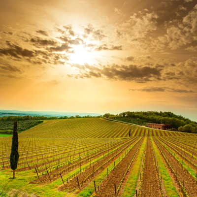 " Vineyard At Sunset " by Stevanzz