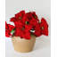 White Poinsettia 24”-644649063