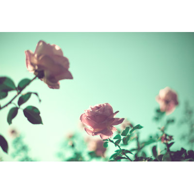 Roses - Wrapped Canvas Print