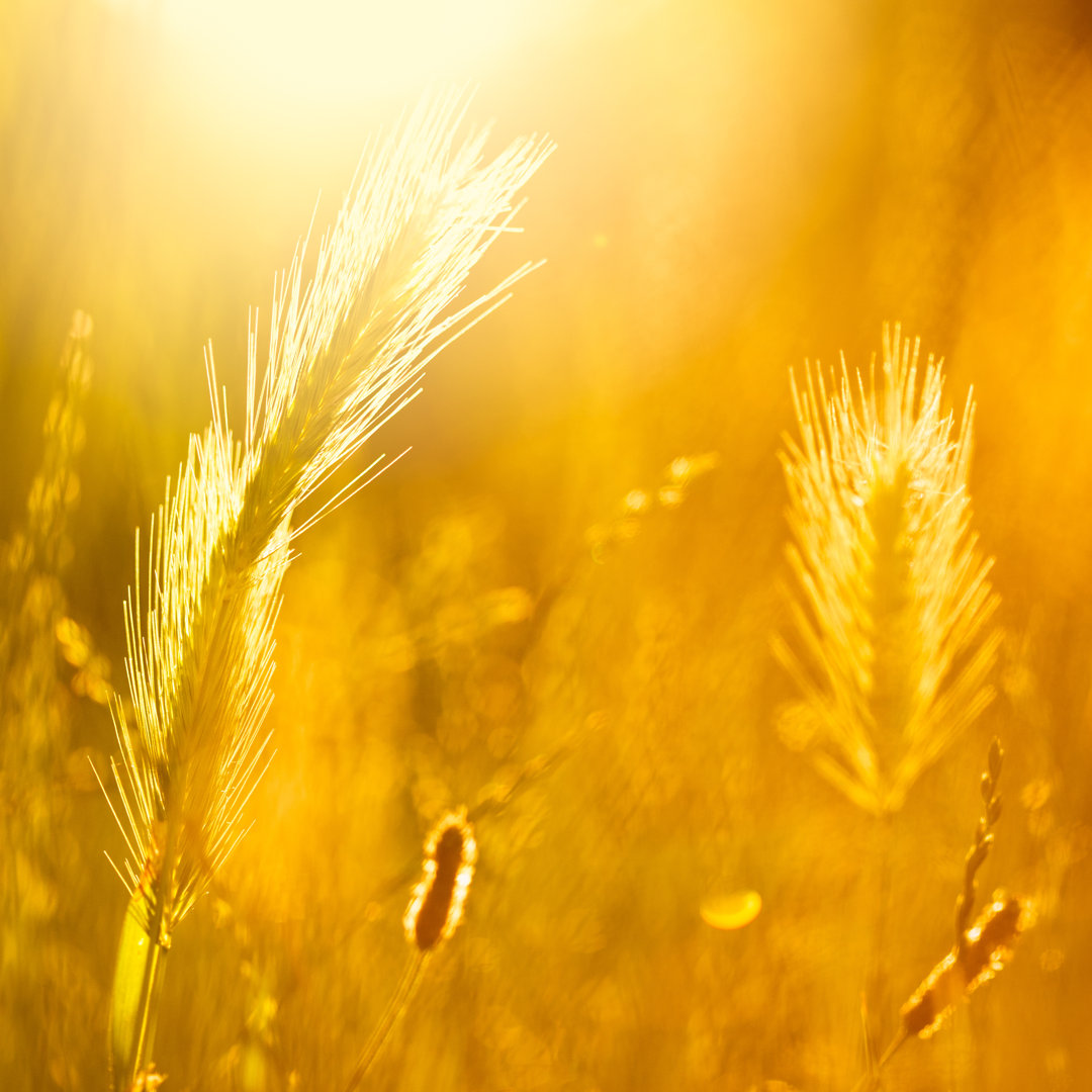 Schöne Farben der Natur von Jeja - Drucken