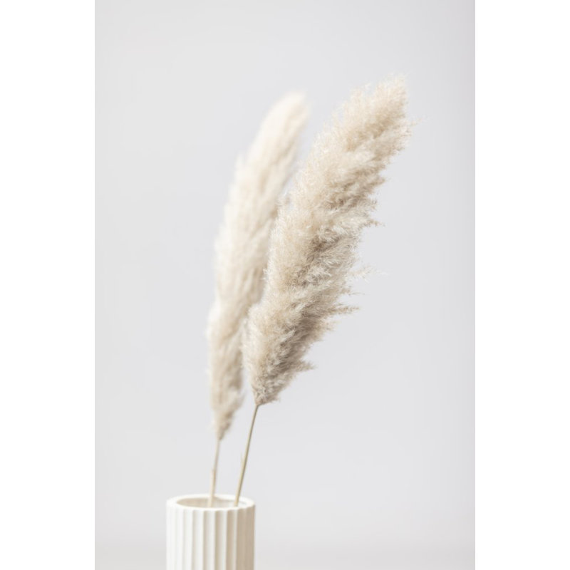 Pampas Grass 11, 81.28cm H x 121.92cm W