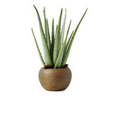 Pot de fleurs aloe