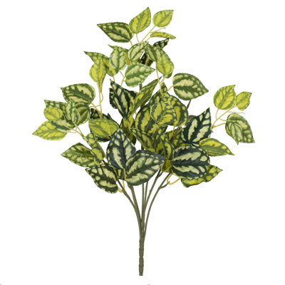 Plant Bush Arrangement