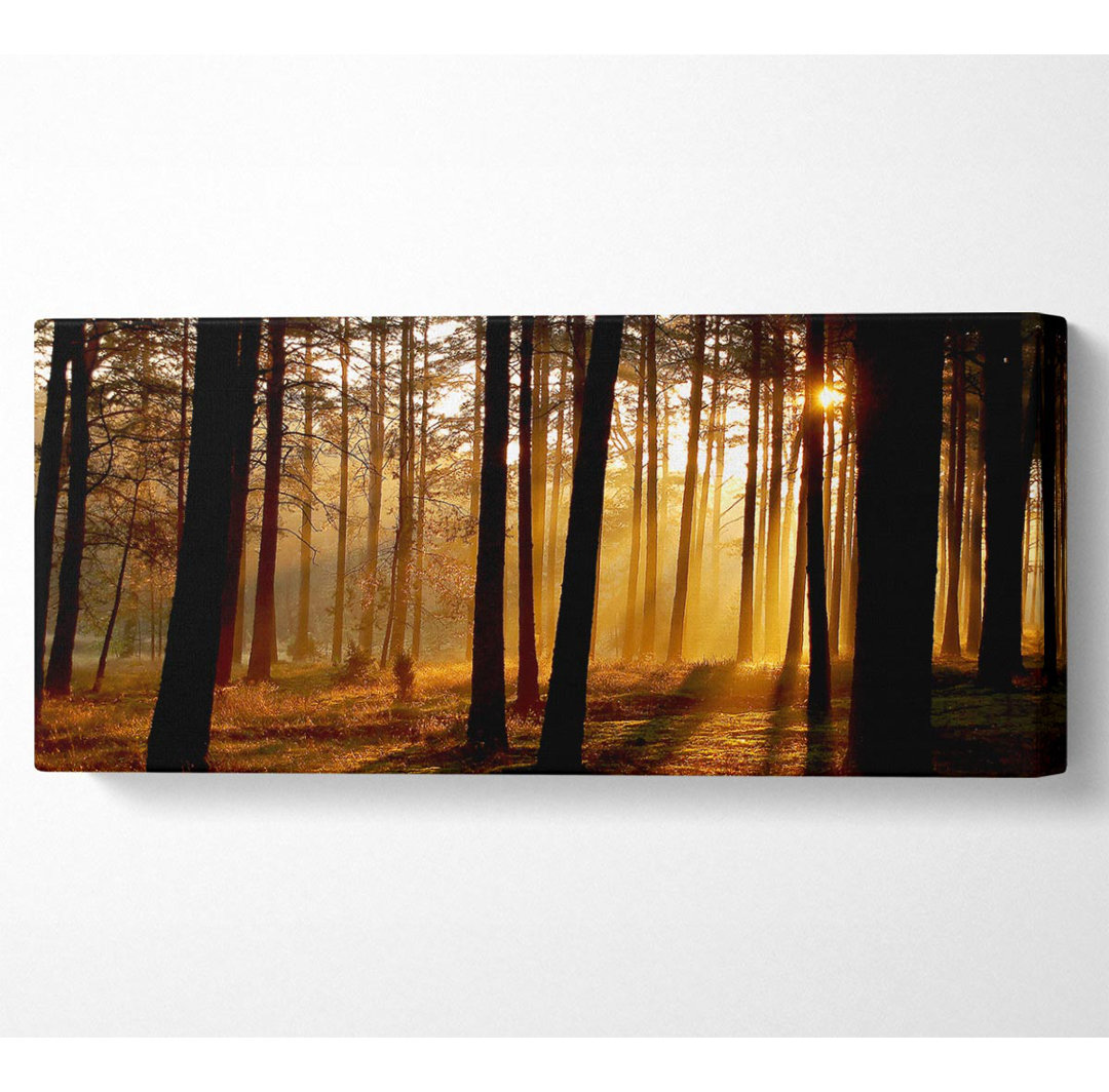 Morning Woodland Sun Mist - Kunstdrucke auf Leinwand