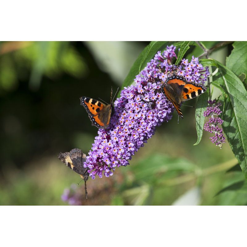 Butterflies by Zakmac - Wrapped Canvas Print, 30.48cm H x 45.72cm W