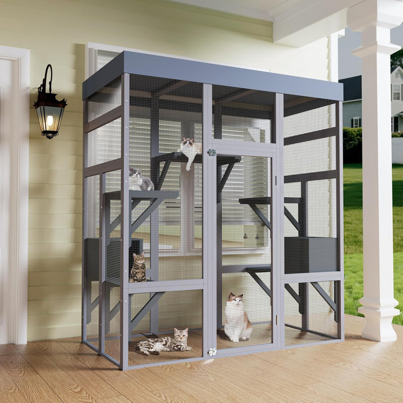Cat House, Grey