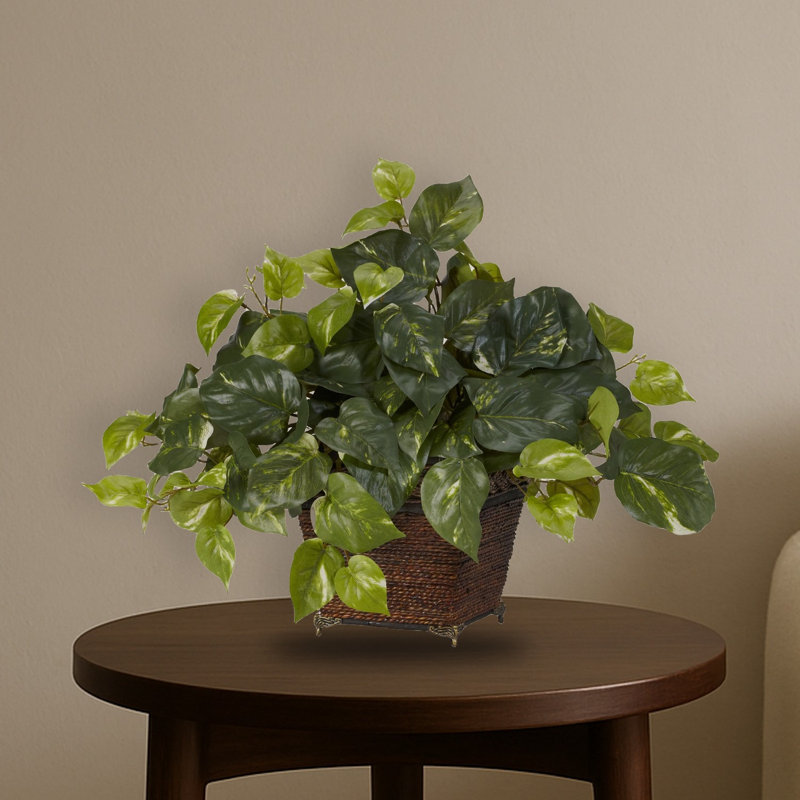 Pothos with Coiled Rope Planter Silk Plant