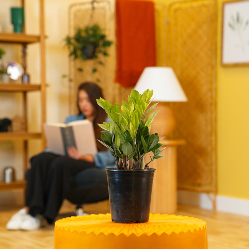ZZ Plant in Nursery Pot