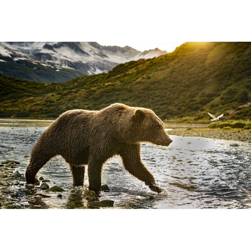 Grizzly Hunting by Dennis Stogsdill - Wrapped Canvas Print, 51cm H x 76cm W