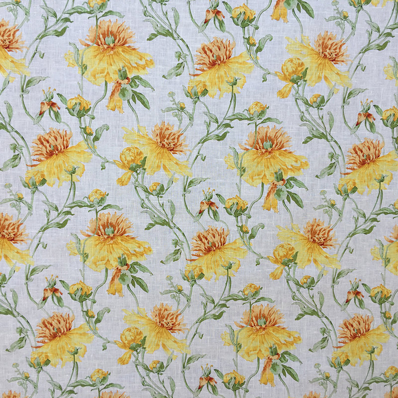 Méduse, Jaune huître