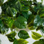 24 po Pothos artificiels résistants aux rayons UV avec 50 lumières DEL blanc chaud dans un panier suspendu blanc (intérieur / extérieur)