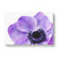 Purple Anemone Flower - Wrapped Canvas Print-56640272
