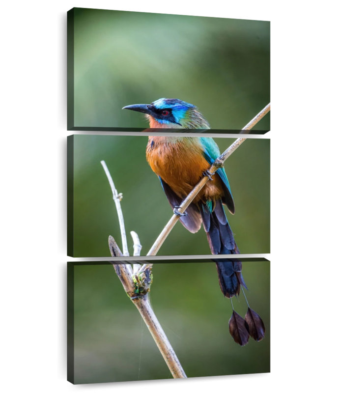 Trinidad Motmot Bird
