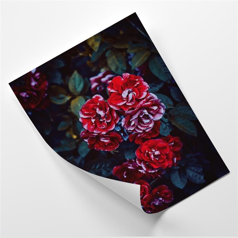 Poster Red Rose Bush