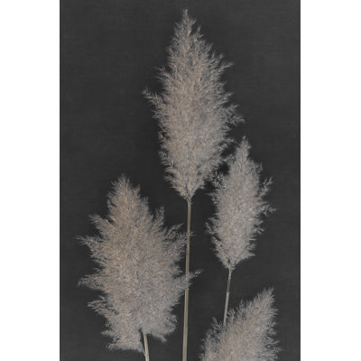 Herbe de la pampa de minuit I