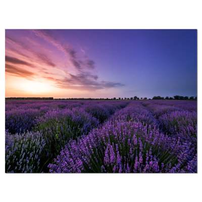 " Beautiful Lavender Flowers At Sunset "