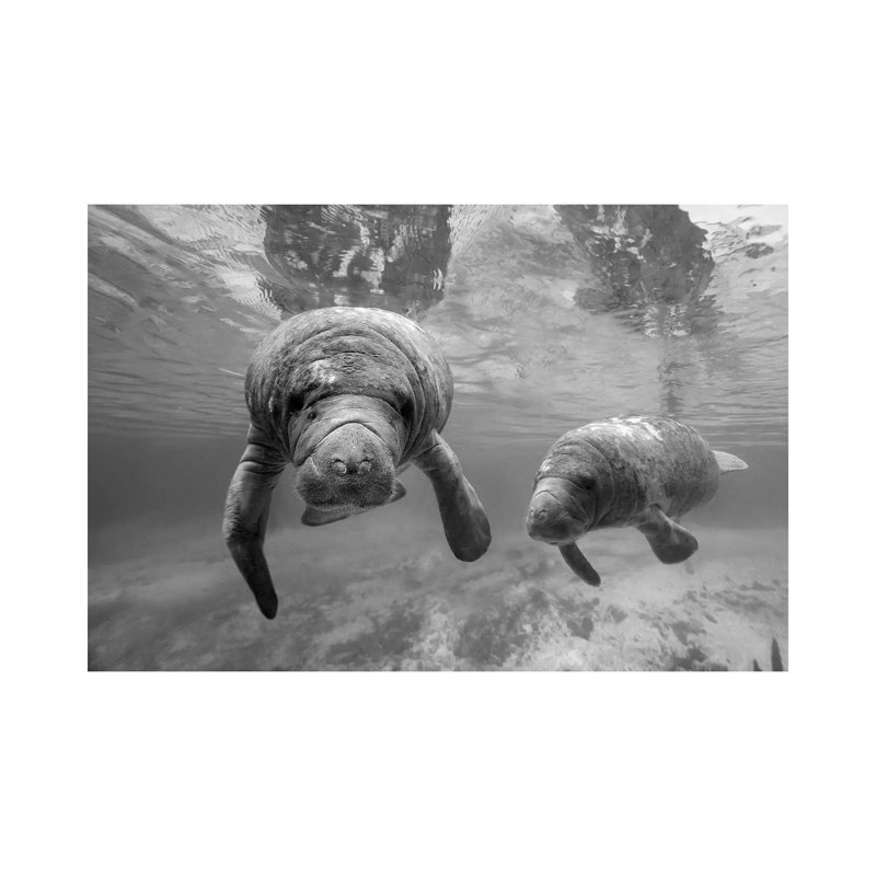 West Indian Manatee Mother and Calf, Crystal River, Florida 1 Piece Wrapped Canvas Wall Art