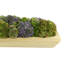 Assorted Sedum and Moss Arranged in Wood Planter-1445777727