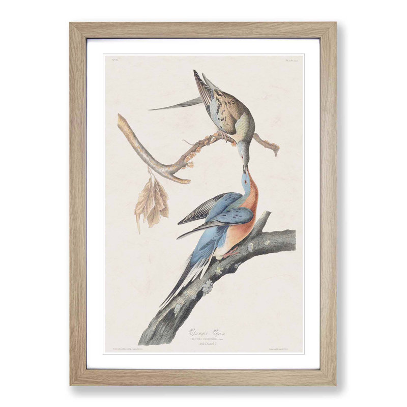 Passenger Pigeons by John Audubon - Picture Frame Painting Print, 65cm H x 48cm W x 2cm D, Oak Framed