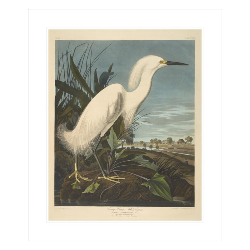Héron enneigé ou aigrette blanche des oiseaux d'Amérique par John James Audubon, impression giclée encadrée