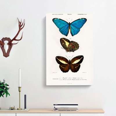 Butterfly Illustrations PL. 6 by Charles D Orbigny - Wrapped Canvas