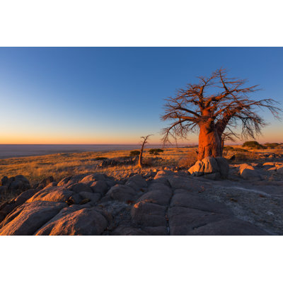 Chantey Golden Morning Light - Wrapped Canvas Print