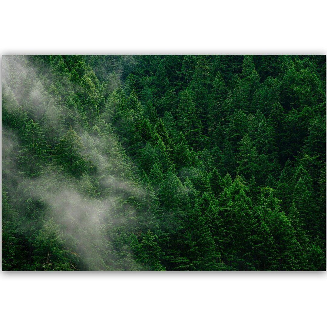 Leinwandbild Nebel über dem Wald