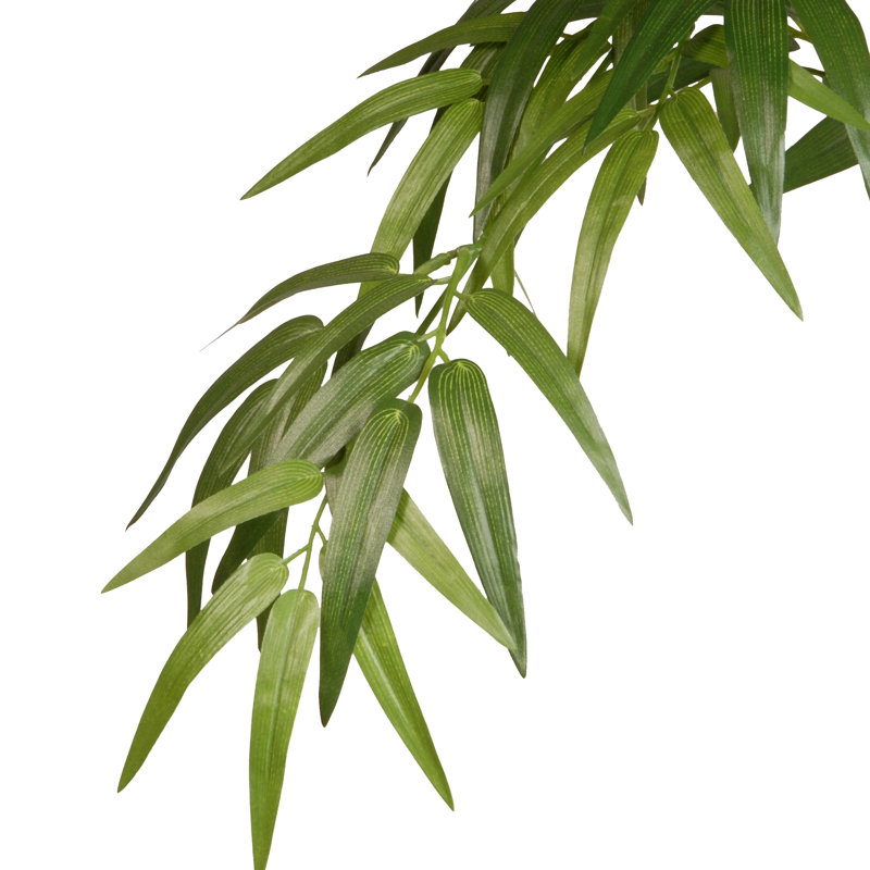 6 pi Bambou japonais en pot