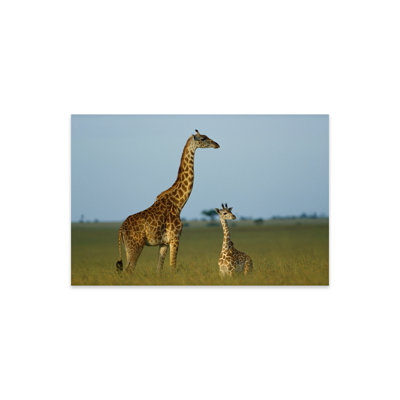 " Masai Giraffe Adult And Foal On Savanna, Kenya " by Tim Fitzharris