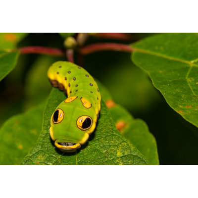 Lazzuro Butterfly Caterpillar - Wrapped Canvas Print