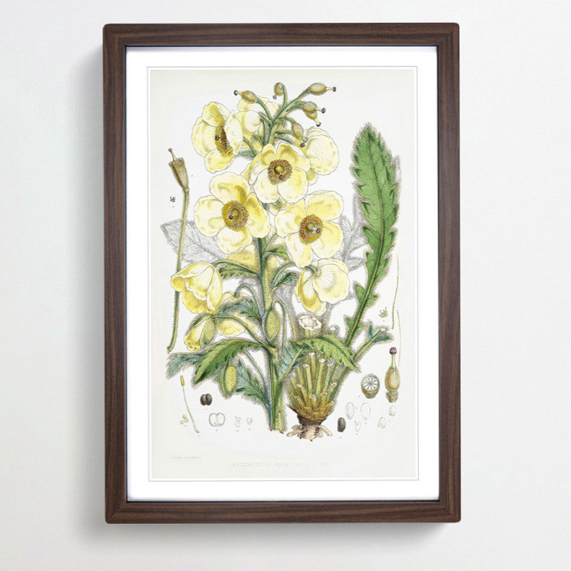 Himalayan Yellow Poppy by W. H. Fitch - Picture Frame Painting Print, Walnut Framed, 65cm H x 48cm W x 2cm D