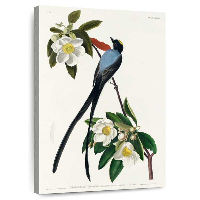 Brampt Fork-Tailed Flycatcher, 51" H x 34" W