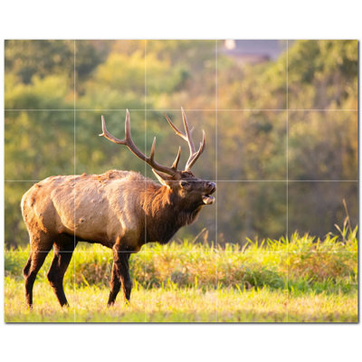 Cerf photo 12 x 12