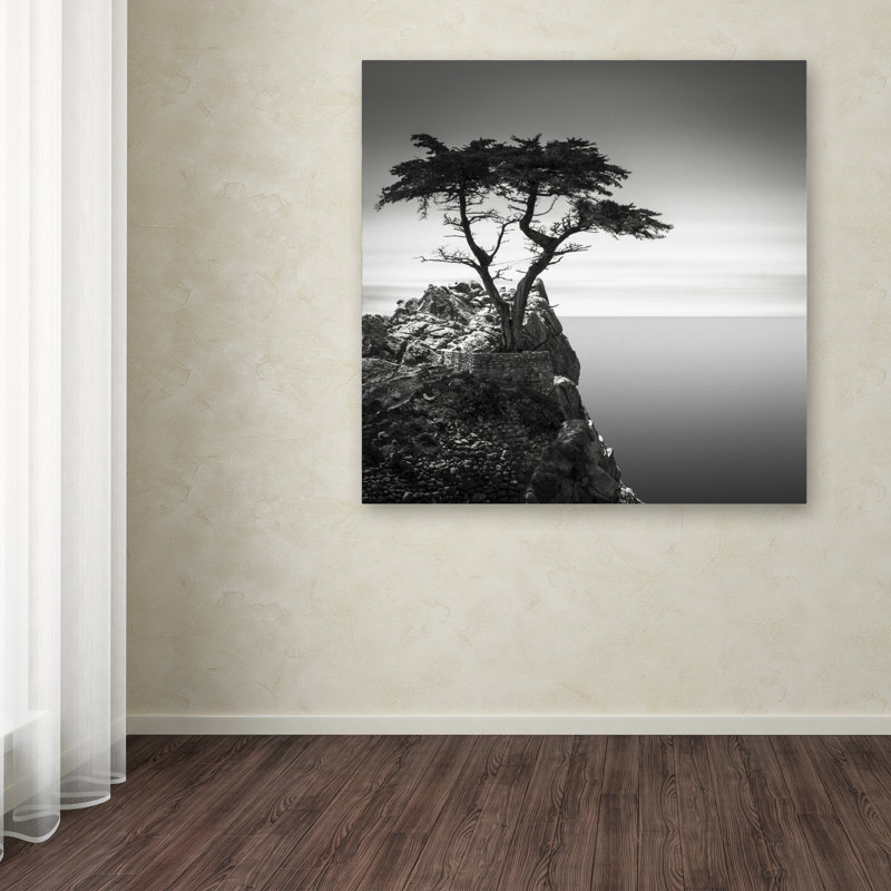 « the solitaire cypress », reproduction de photo sur toile tendue, H 14 po x l 14 po x P 2 po