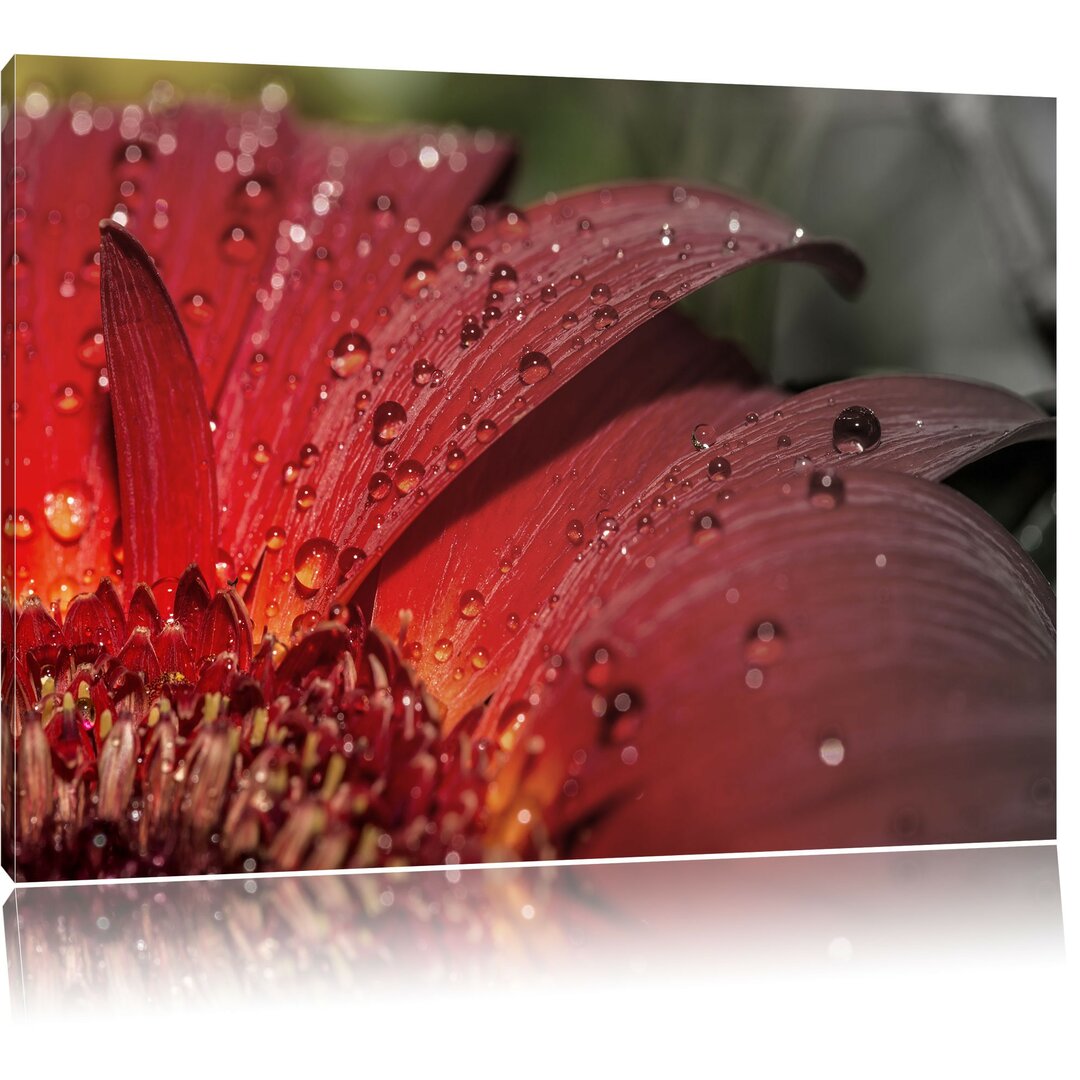 Leinwandbild Gerbera Blüte in Grün/Rot