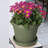 Terra Traditional Plastic Indoor/Outdoor Pot Planter-759313256-759619946