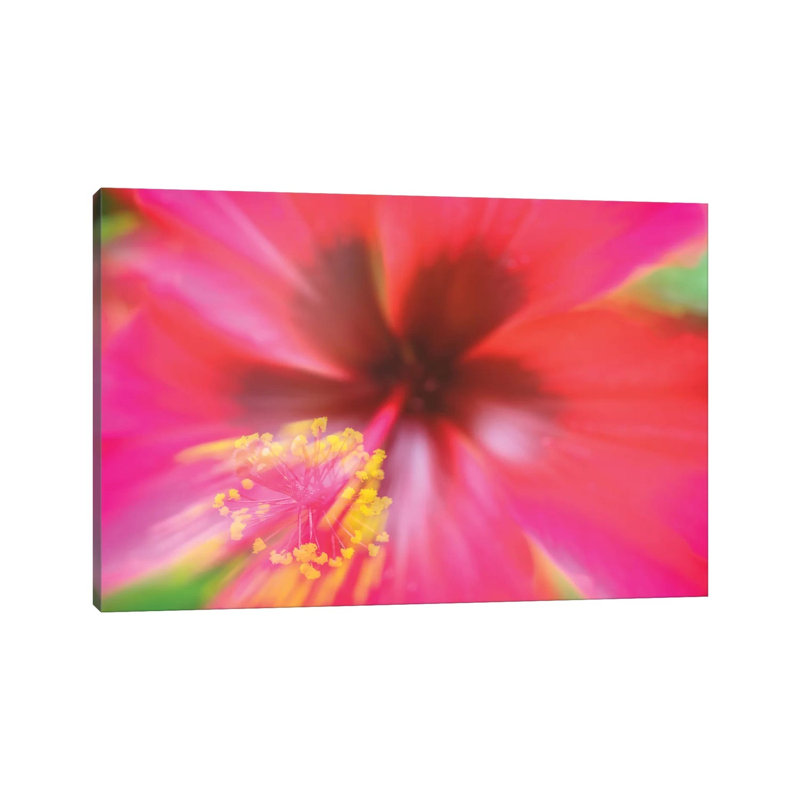 Pink Hibiscus Flower by Glauco Meneghelli - Wrapped Canvas Print