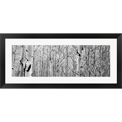 Décoration murale Aspen Trees in a Forest