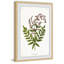 Sympathy Ferns - Single Picture Frame Print-1173034424