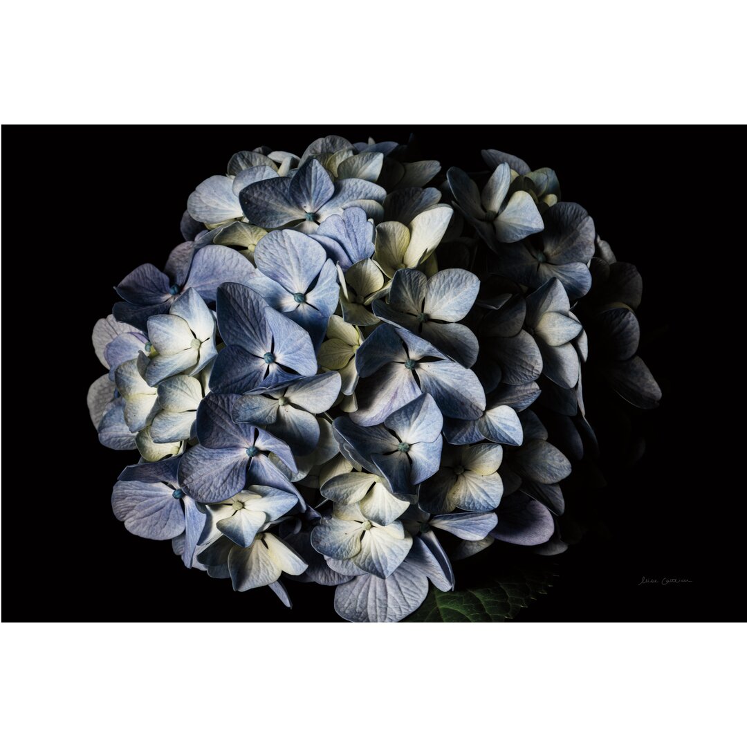 Leinwandbild Pale Blue Hydrangea von Elise Catterall