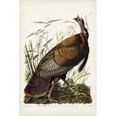 " Pl 1 Wild Turkey " by James Audubon Painting Print