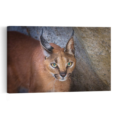 Caracal'S Watchful Gaze Contemporary Cat Wall Art Print by Jeffrey C. Sink - 1 Piece Wrapped Canvas Wall Art