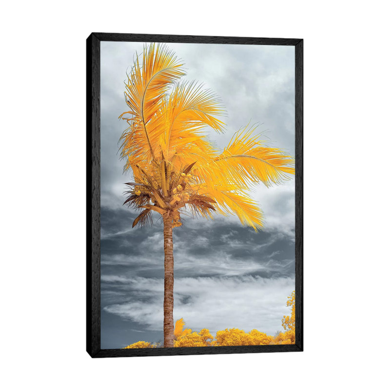 Coconut - Bahia, Brazil by Glauco Meneghelli - Print on Canvas, Black Framed, 66.04 cm H x 45.72 cm W